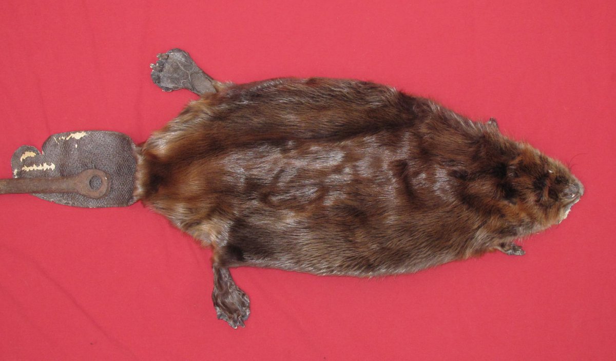 foxy beaver taxidermy