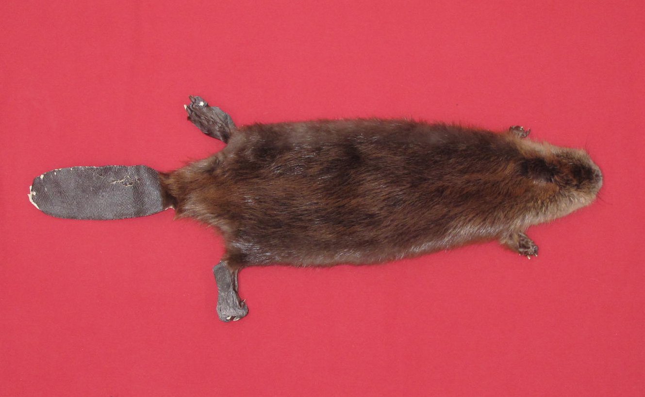 tails taxidermy beaver dam