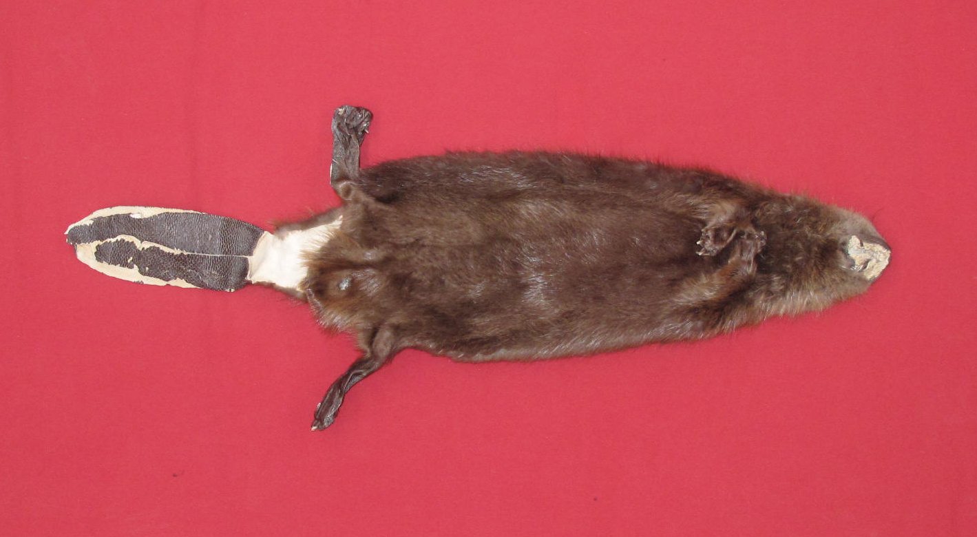 bad taxidermy beaver
