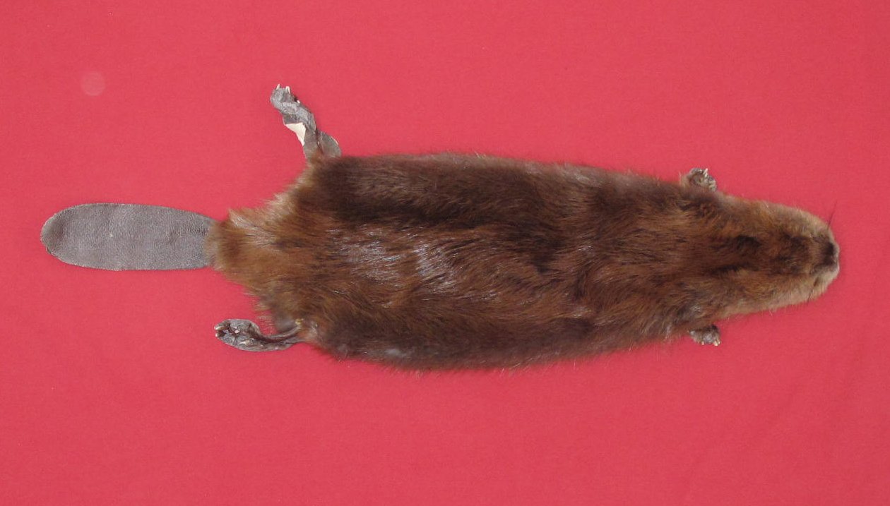 tails taxidermy beaver dam