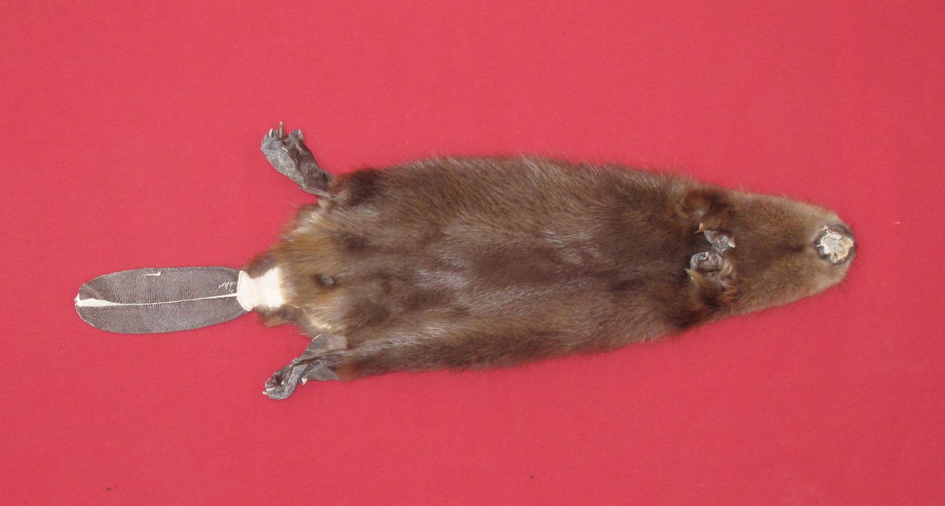 tails taxidermy beaver dam