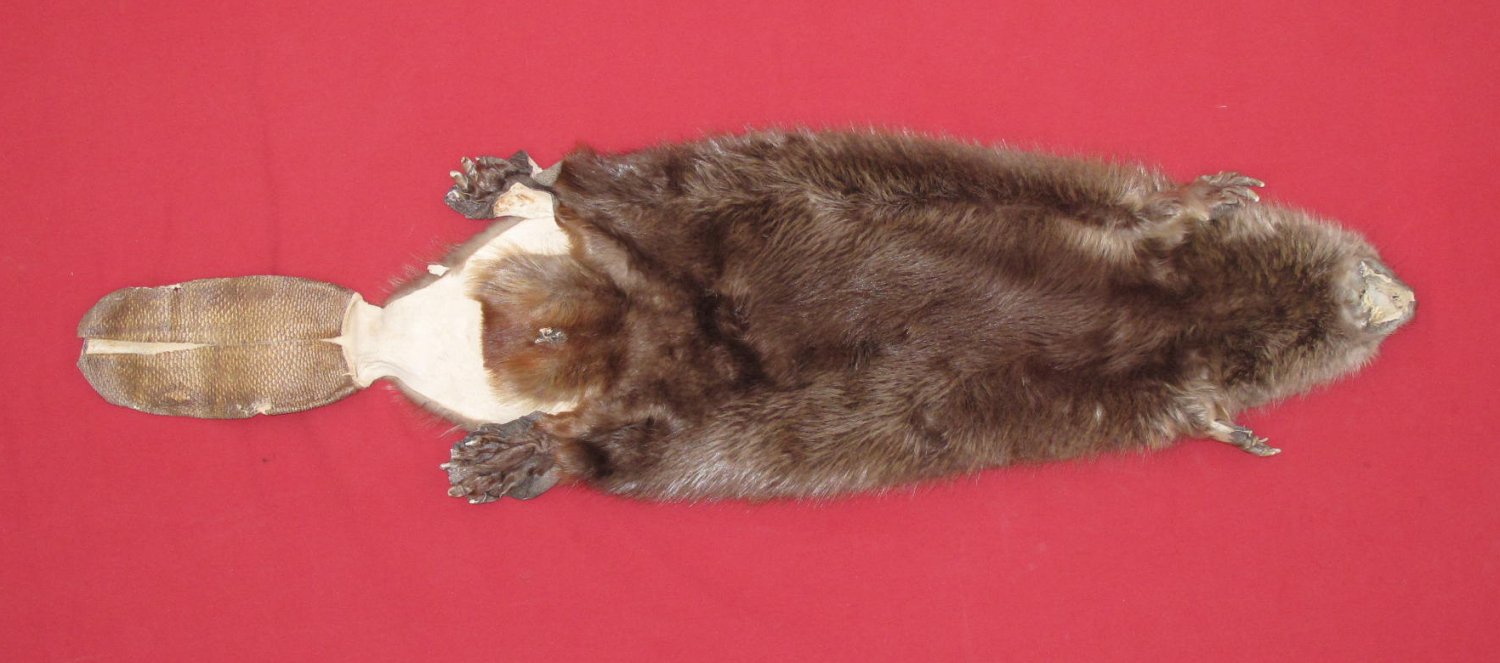 tails taxidermy beaver dam