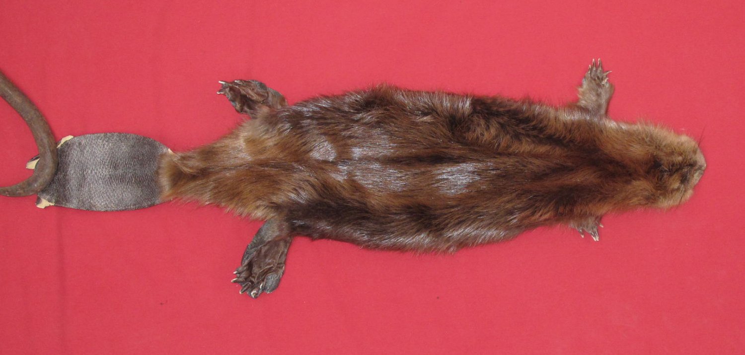 tails taxidermy beaver dam