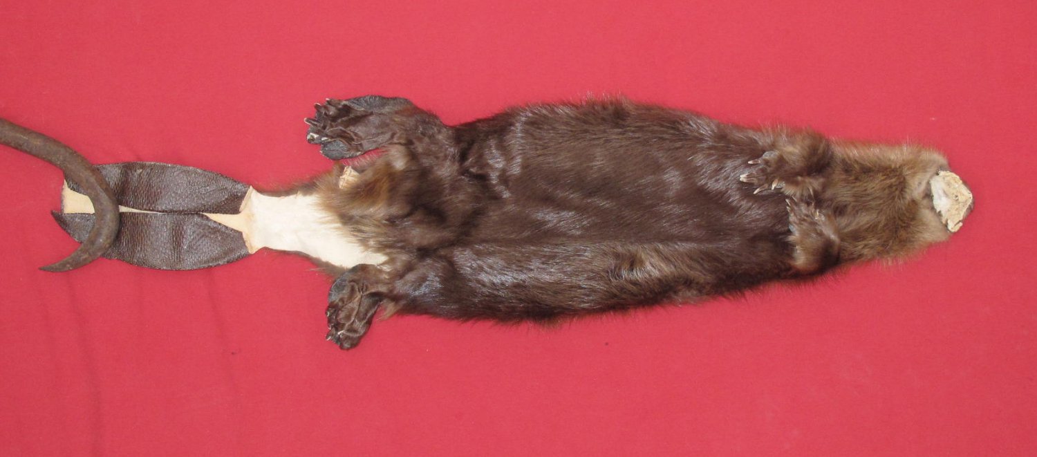 tails taxidermy beaver dam