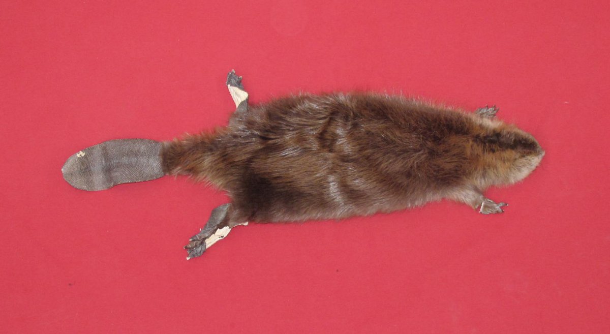 tails taxidermy beaver dam