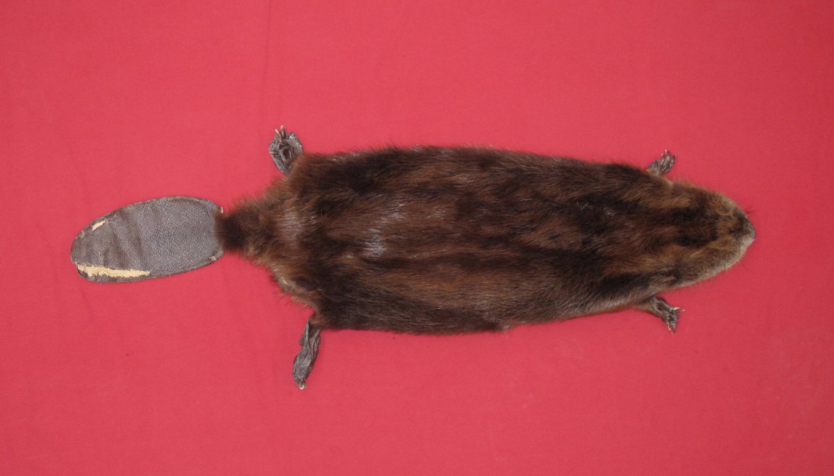 beaver tail taxidermy