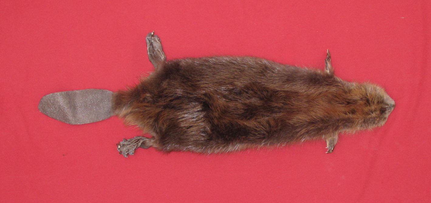 foxy beaver taxidermy