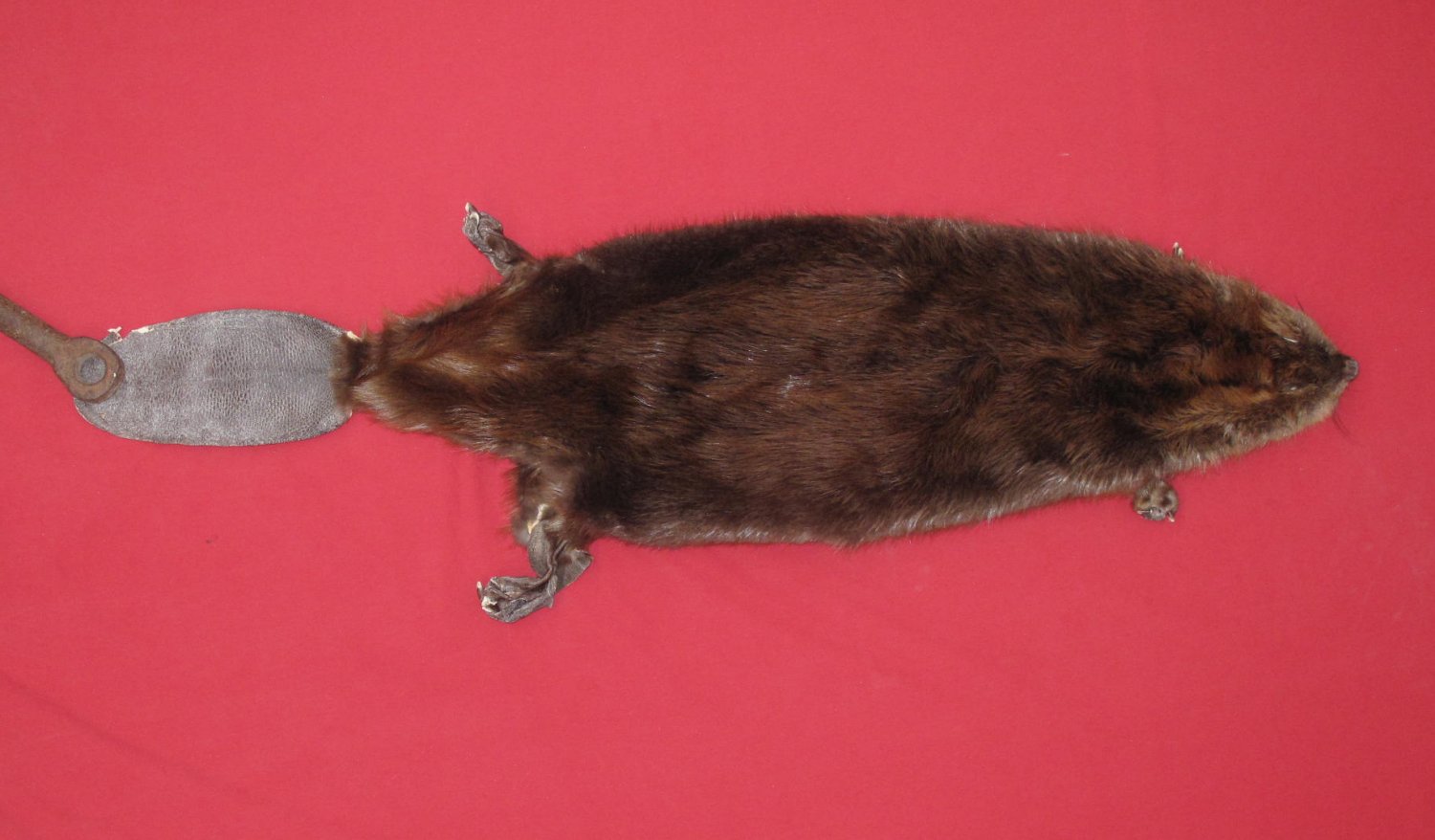 beaver tail taxidermy