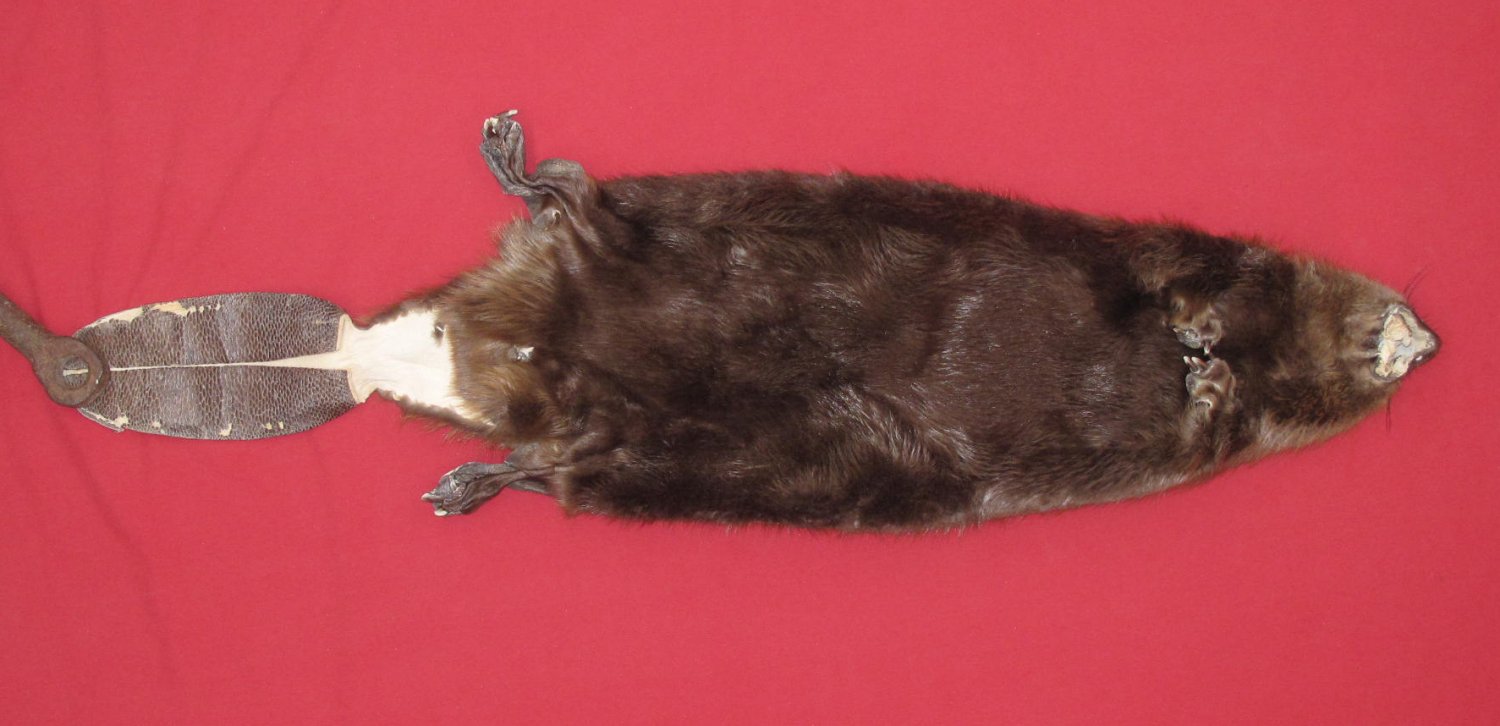 tails taxidermy beaver dam