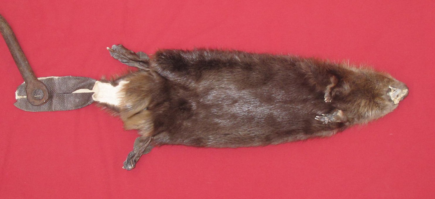 tails taxidermy beaver dam