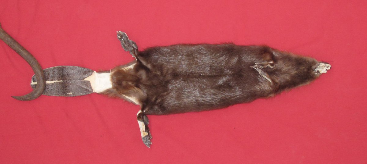 tails taxidermy beaver dam