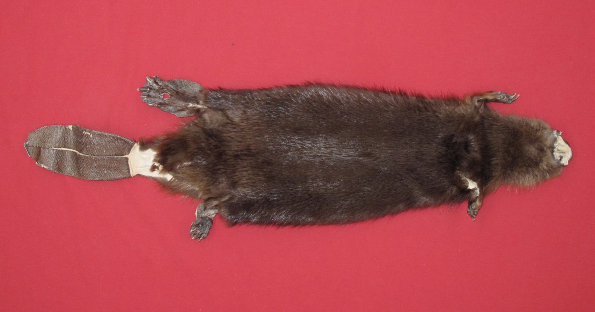 foxy beaver taxidermy