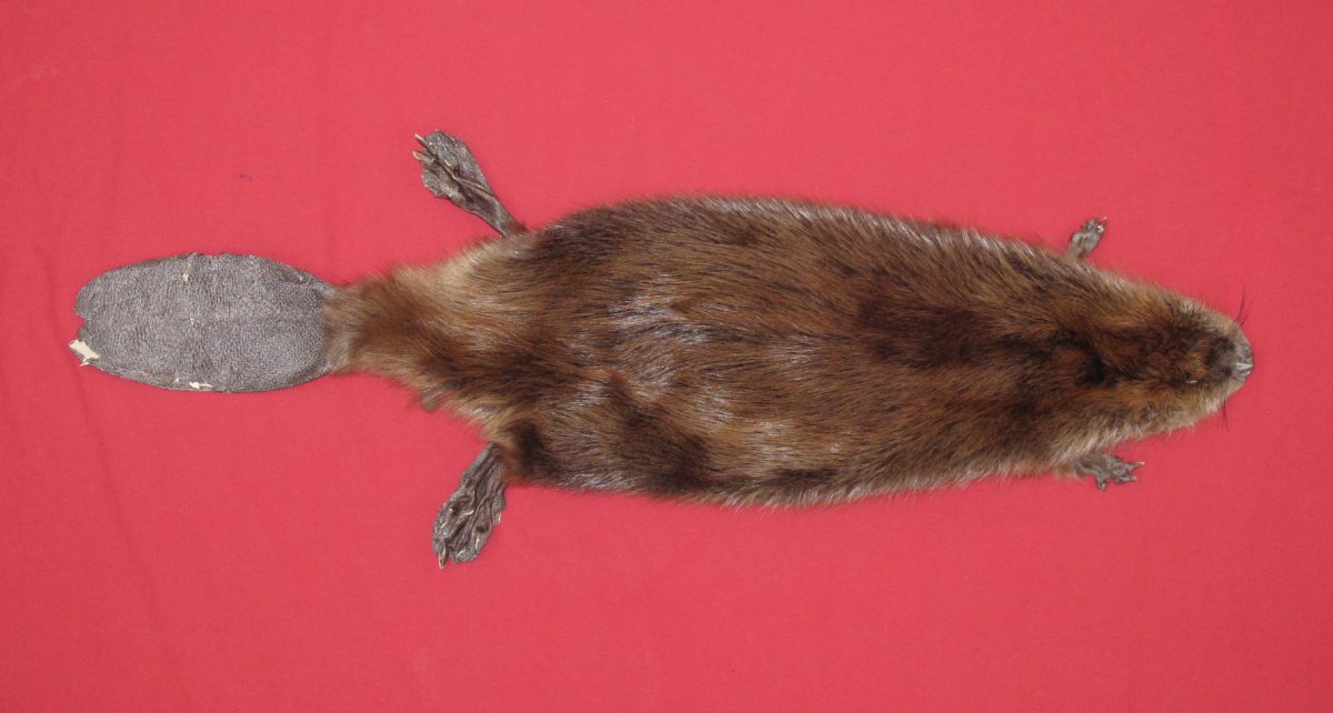 beaver tail taxidermy