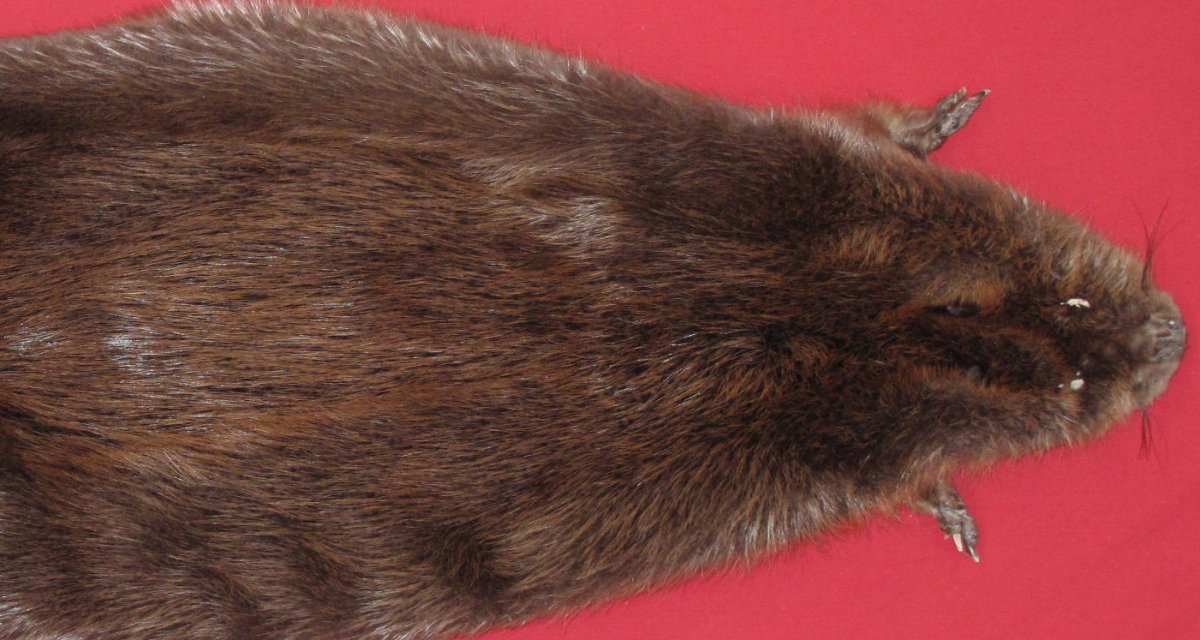 beaver tail taxidermy