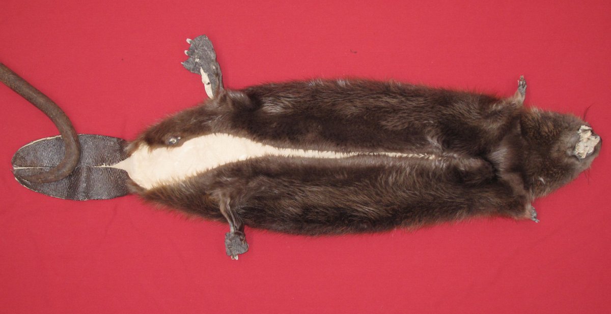 tails taxidermy beaver dam