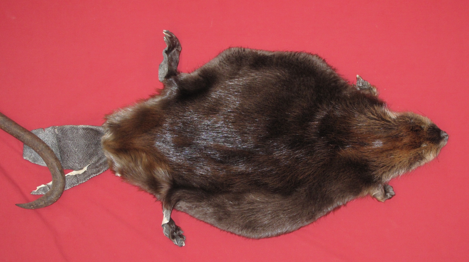 tails taxidermy beaver dam