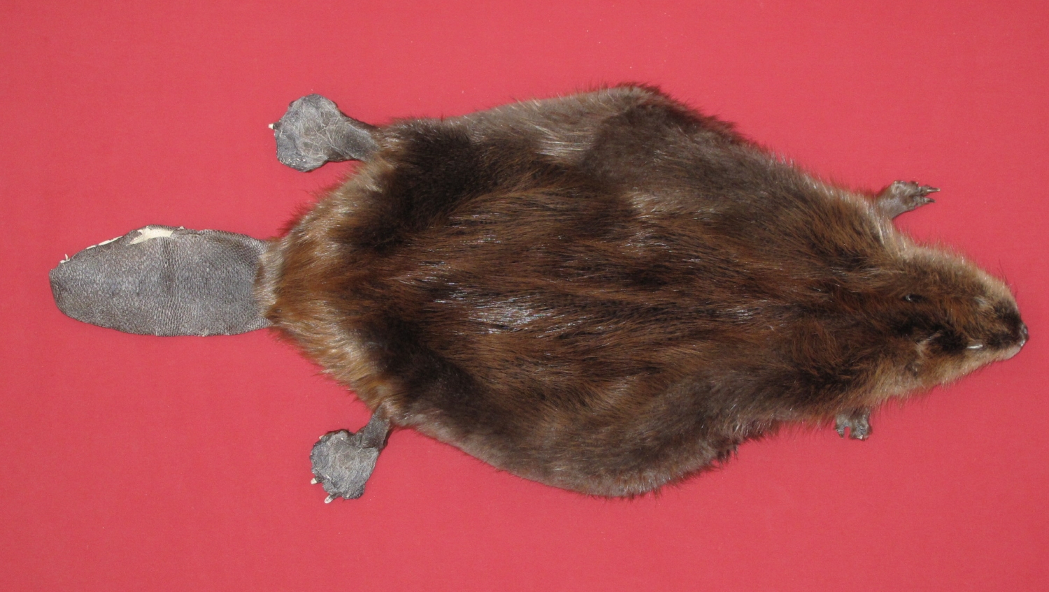 stuffed beaver taxidermy for sale