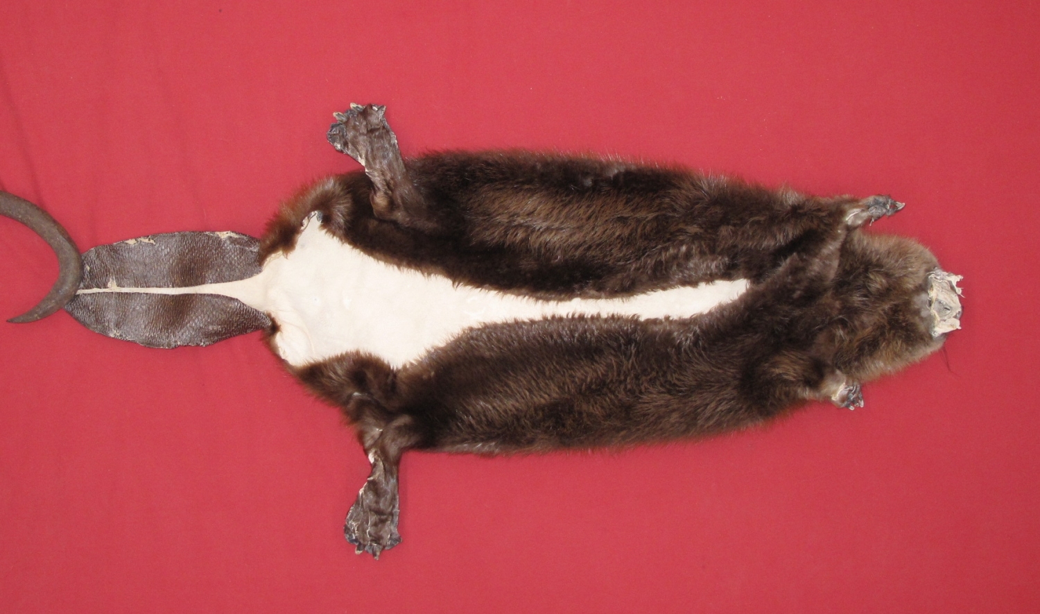 foxy beaver taxidermy