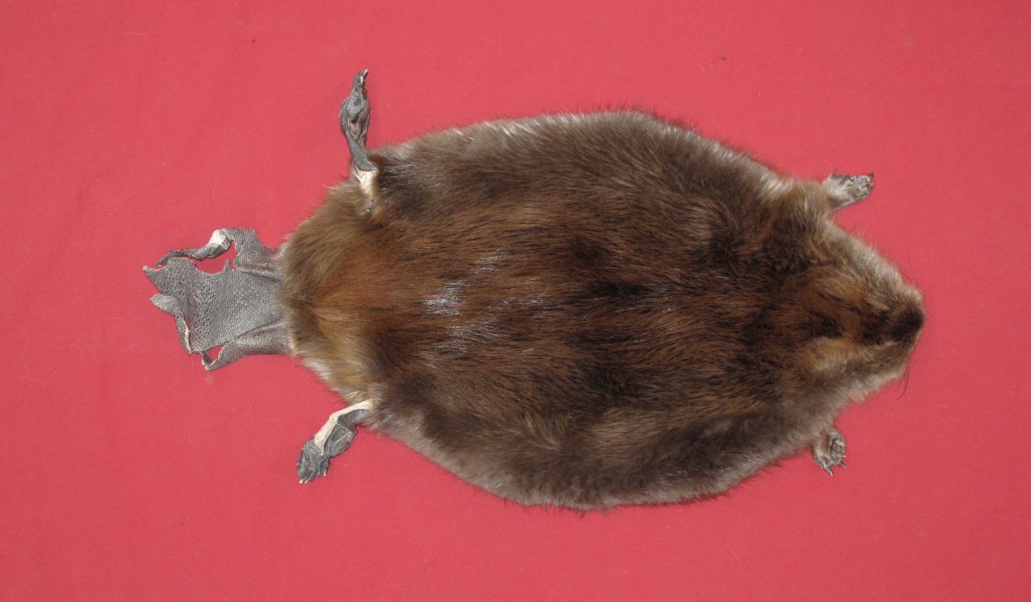 stuffed beaver taxidermy for sale