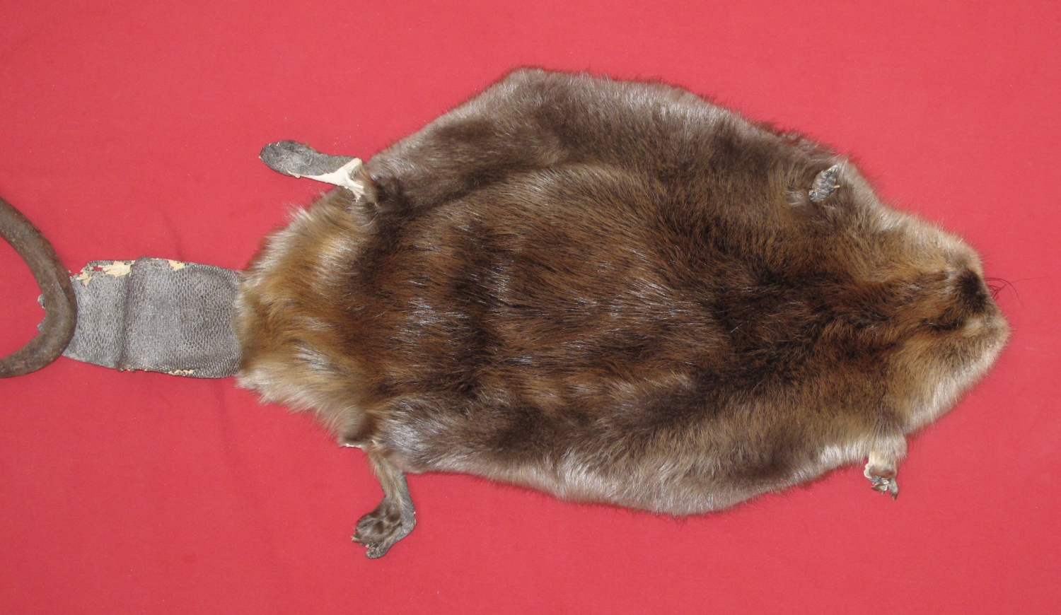 stuffed beaver taxidermy for sale