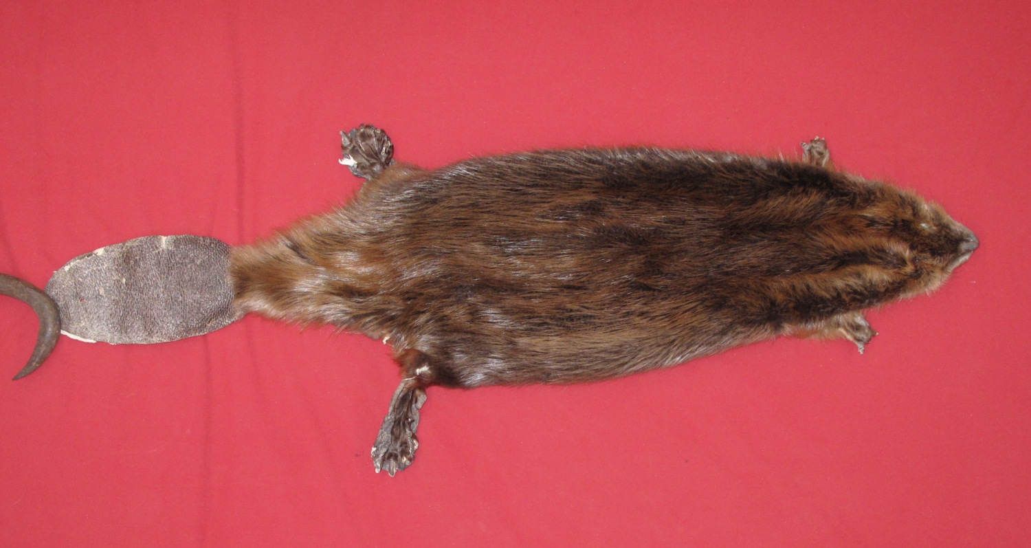 tails taxidermy beaver dam