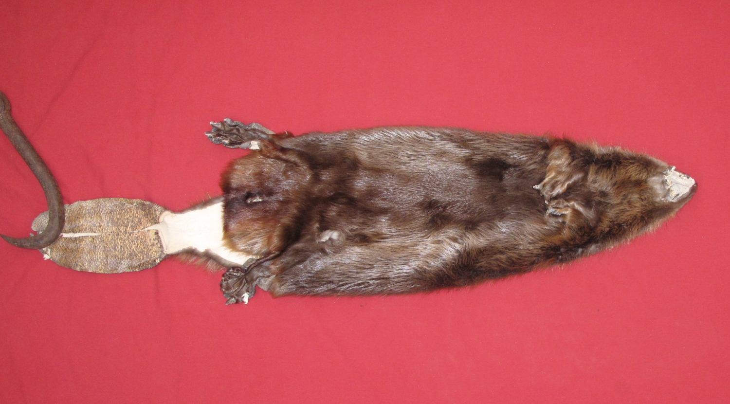 tails taxidermy beaver dam