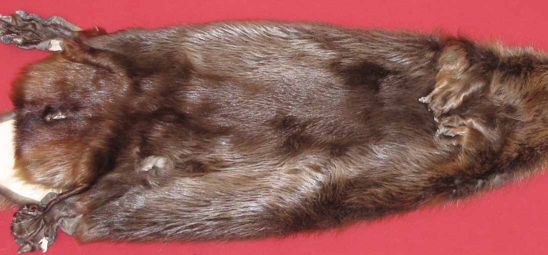 tails taxidermy beaver dam