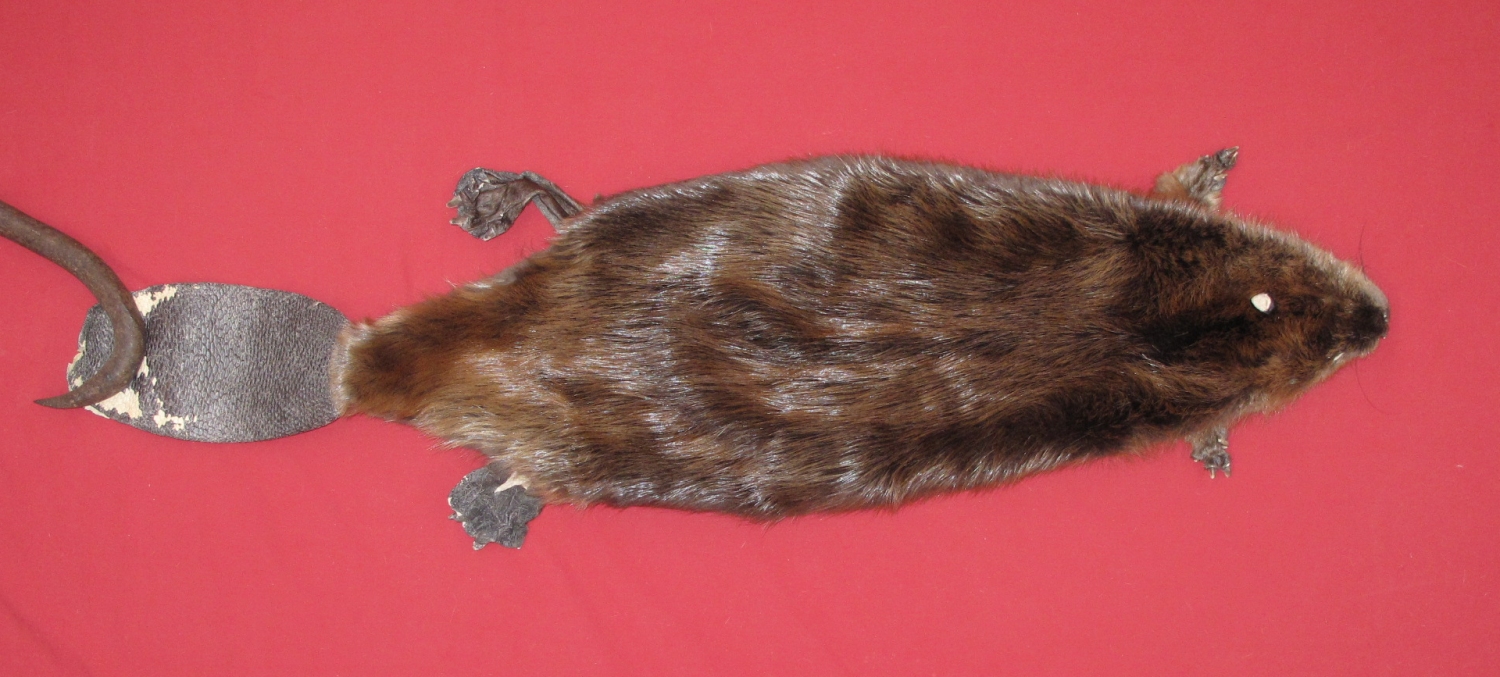 tails taxidermy beaver dam