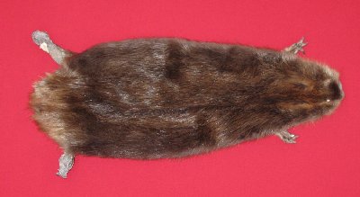 Picture of this lot Tanned Taxidermy Beaver Hides, Furs, Pelts, Skins