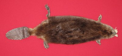 Picture of this lot Tanned Taxidermy Beaver Hides, Furs, Pelts, Skins