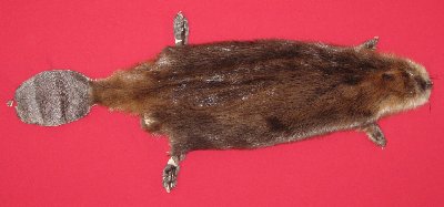 Picture of this lot Tanned Taxidermy Beaver Hides, Furs, Pelts, Skins