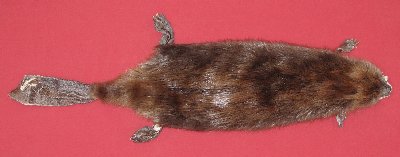 Picture of this lot Tanned Cased Beaver Hides, Furs, Pelts, Skins