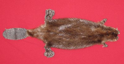Picture of this lot Tanned Cased Beaver Hides, Furs, Pelts, Skins