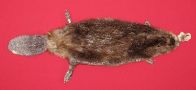 Picture of this lot Tanned Cased Beaver Hides, Furs, Pelts, Skins