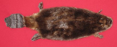 Picture of this lot Tanned Cased Beaver Hides, Furs, Pelts, Skins