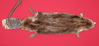 Picture of this lot Tanned Cased Beaver Hides, Furs, Pelts, Skins