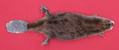 Picture of this lot Tanned Cased Beaver Hides, Furs, Pelts, Skins