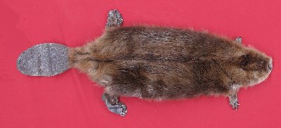 Picture of this lot Tanned Cased Beaver Hides, Furs, Pelts, Skins