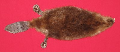 Picture of this lot Tanned Cased Beaver Hides, Furs, Pelts, Skins