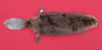 Picture of this lot Tanned Cased Beaver Hides, Furs, Pelts, Skins