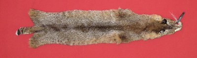 Tanned Bobcat Hides, Furs, Pelts, Skins for sale by www.hideandfur.com