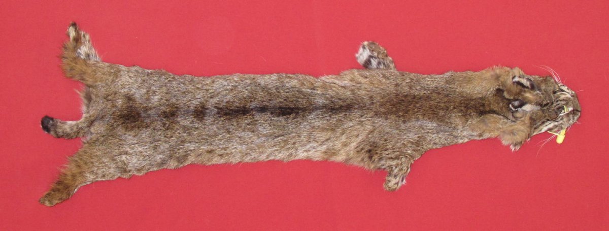 Tanned Furs Bobcat 6205 1037