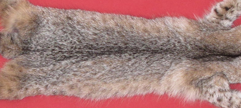 Tanned Furs Bobcat 6205 1142