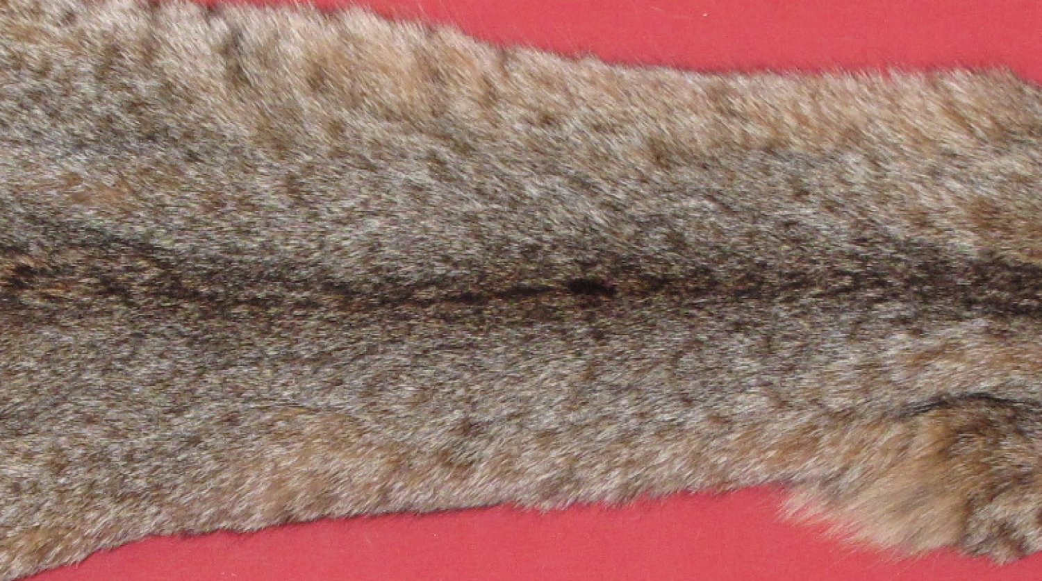 Tanned Furs Bobcat 6205 1291