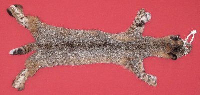 Picture of this lot Tanned Bobcat Hides, Furs, Pelts, Skins