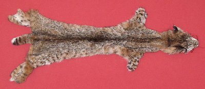 Picture of this lot Tanned Bobcat Hides, Furs, Pelts, Skins