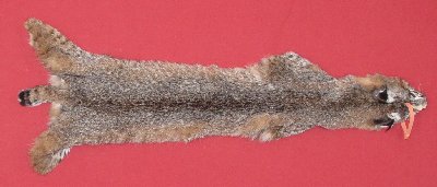Picture of this lot Tanned Bobcat Hides, Furs, Pelts, Skins
