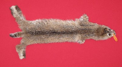 Picture of this lot Tanned Bobcat Hides, Furs, Pelts, Skins