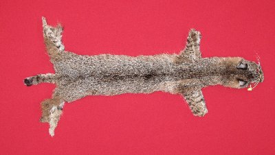 Picture of this lot Tanned Bobcat Hides, Furs, Pelts, Skins