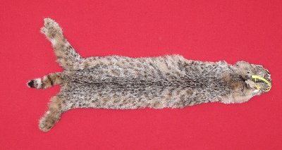 Picture of this lot Tanned Bobcat Hides, Furs, Pelts, Skins